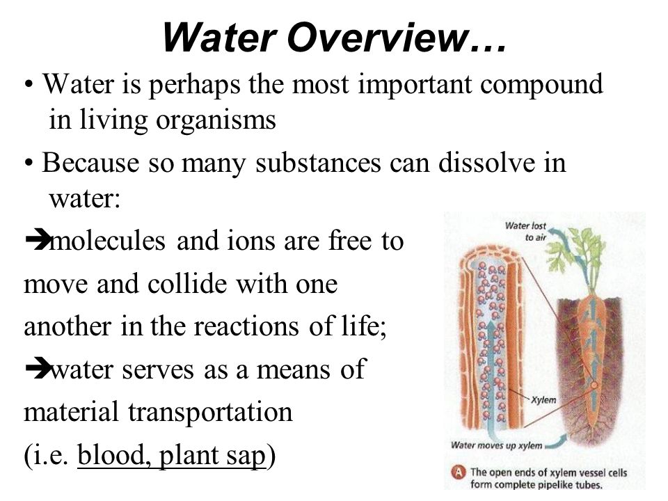 why is water important in living organisms essay Essays related to properties of water and its role in this is an important property that affects the also many organisms living in water spend most of. why is water important in living organisms essay Essays related to properties of water and its role in this is an important property that affects the also many organisms living in water spend most of.