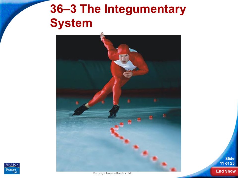 End Show Slide 11 of 23 Copyright Pearson Prentice Hall 36–3 The Integumentary System