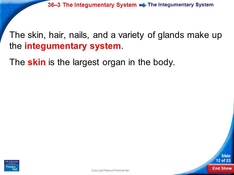 End Show 36–3 The Integumentary System Slide 12 of 23 Copyright Pearson Prentice Hall The Integumentary System The skin, hair, nails, and a variety of glands make up the integumentary system.