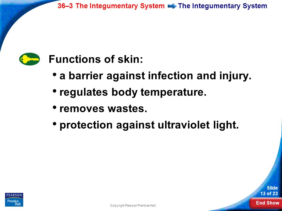 End Show 36–3 The Integumentary System Slide 13 of 23 Copyright Pearson Prentice Hall The Integumentary System Functions of skin: a barrier against infection and injury.