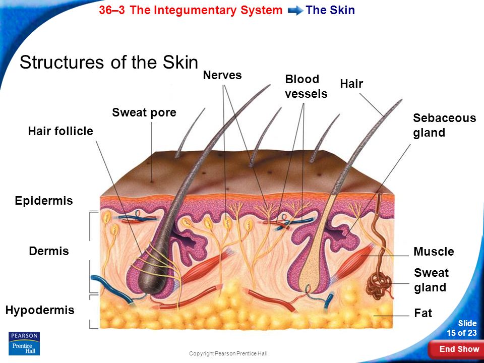 End Show 36–3 The Integumentary System Slide 15 of 23 Copyright Pearson Prentice Hall The Skin Structures of the Skin Epidermis Dermis Hypodermis Hair follicle Sweat pore Nerves Muscle Sweat gland Fat Sebaceous gland Hair Blood vessels