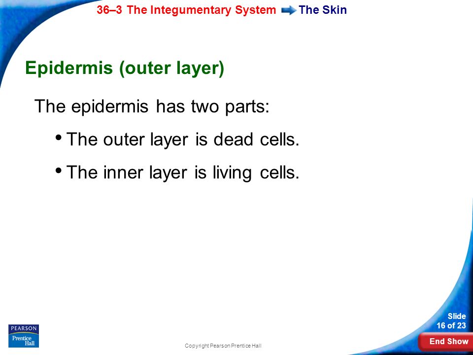 End Show 36–3 The Integumentary System Slide 16 of 23 Copyright Pearson Prentice Hall The Skin Epidermis (outer layer) The epidermis has two parts: The outer layer is dead cells.