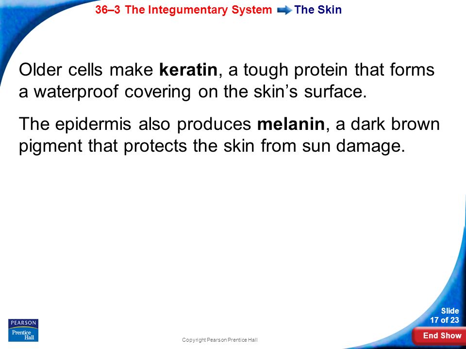 End Show 36–3 The Integumentary System Slide 17 of 23 Copyright Pearson Prentice Hall The Skin Older cells make keratin, a tough protein that forms a waterproof covering on the skin’s surface.