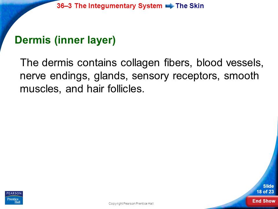 End Show 36–3 The Integumentary System Slide 18 of 23 Copyright Pearson Prentice Hall The Skin Dermis (inner layer) The dermis contains collagen fibers, blood vessels, nerve endings, glands, sensory receptors, smooth muscles, and hair follicles.