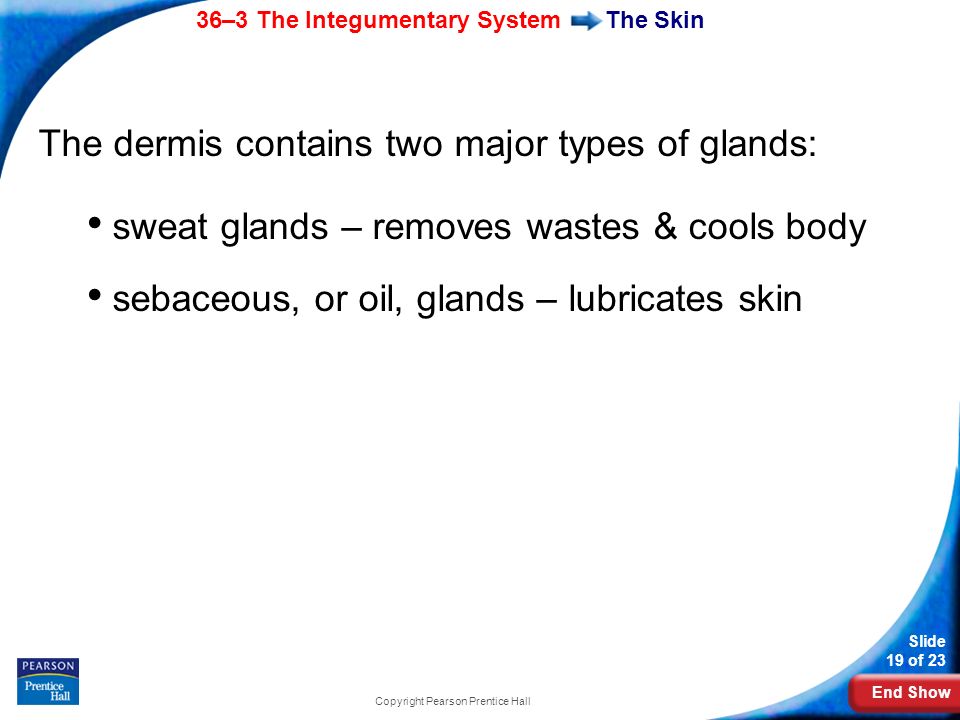 End Show 36–3 The Integumentary System Slide 19 of 23 Copyright Pearson Prentice Hall The Skin The dermis contains two major types of glands: sweat glands – removes wastes & cools body sebaceous, or oil, glands – lubricates skin