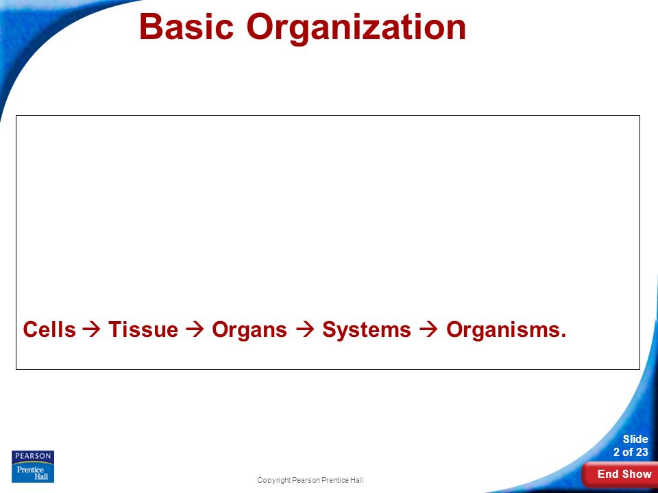 End Show Slide 2 of 23 Copyright Pearson Prentice Hall Basic Organization Cells  Tissue  Organs  Systems  Organisms.