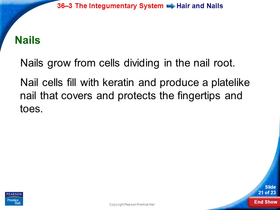 End Show 36–3 The Integumentary System Slide 21 of 23 Copyright Pearson Prentice Hall Hair and Nails Nails Nails grow from cells dividing in the nail root.