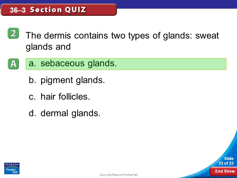 End Show Slide 23 of 23 Copyright Pearson Prentice Hall 36–3 The dermis contains two types of glands: sweat glands and a.sebaceous glands.