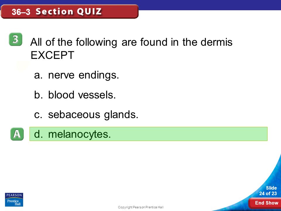 End Show Slide 24 of 23 Copyright Pearson Prentice Hall 36–3 All of the following are found in the dermis EXCEPT a.nerve endings.