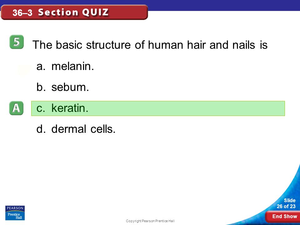 End Show Slide 26 of 23 Copyright Pearson Prentice Hall 36–3 The basic structure of human hair and nails is a.melanin.