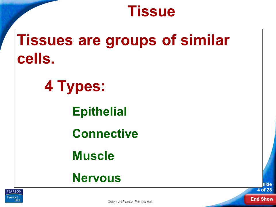 End Show Slide 4 of 23 Copyright Pearson Prentice Hall Tissue Tissues are groups of similar cells.