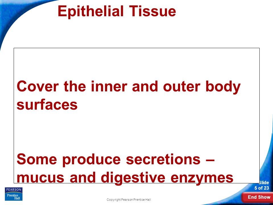 End Show Slide 5 of 23 Copyright Pearson Prentice Hall Epithelial Tissue Cover the inner and outer body surfaces Some produce secretions – mucus and digestive enzymes