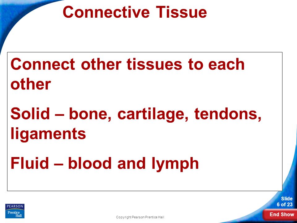 End Show Slide 6 of 23 Copyright Pearson Prentice Hall Connective Tissue Connect other tissues to each other Solid – bone, cartilage, tendons, ligaments Fluid – blood and lymph