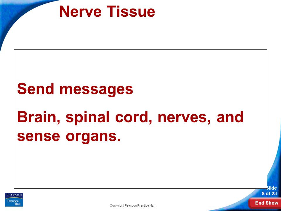 End Show Slide 8 of 23 Copyright Pearson Prentice Hall Nerve Tissue Send messages Brain, spinal cord, nerves, and sense organs.