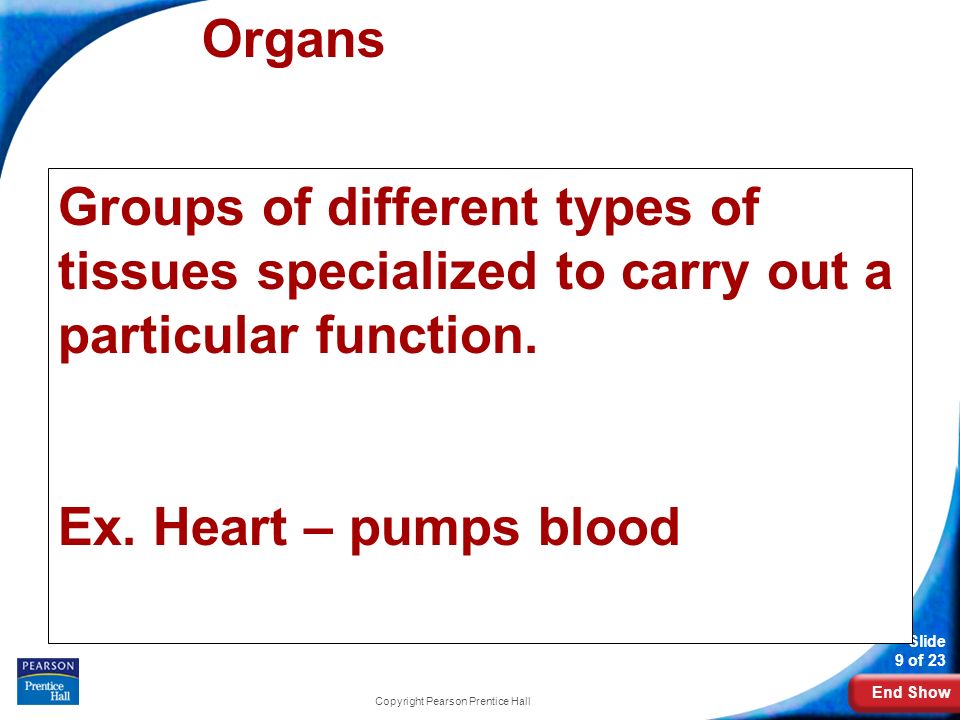 End Show Slide 9 of 23 Copyright Pearson Prentice Hall Organs Groups of different types of tissues specialized to carry out a particular function.