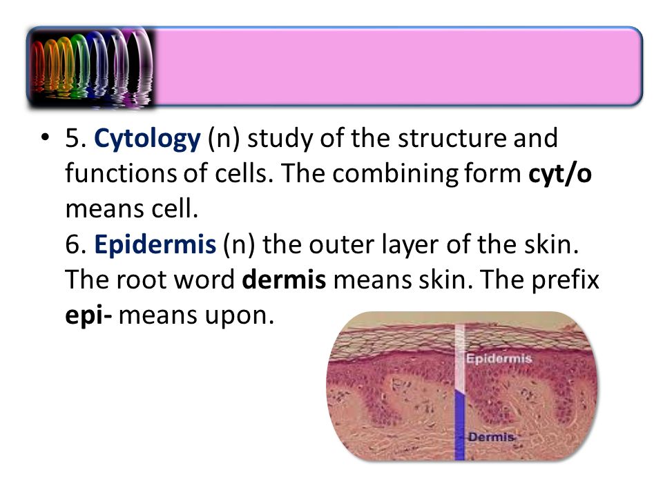 foundation year skin after study this chapter you should be able to what is a combining form meaning skin