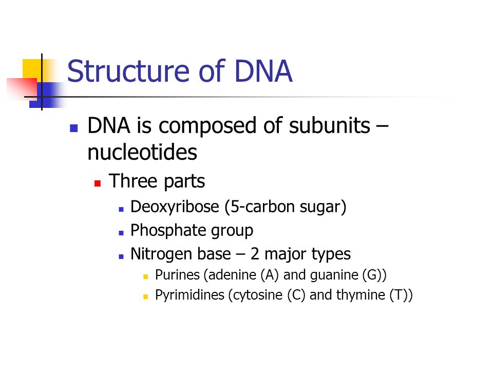 Structure of DNA DNA is composed of subunits – nucleotides Three parts Deoxyribose (5-carbon sugar) Phosphate group Nitrogen base – 2 major types Purines (adenine (A) and guanine (G)) Pyrimidines (cytosine (C) and thymine (T))