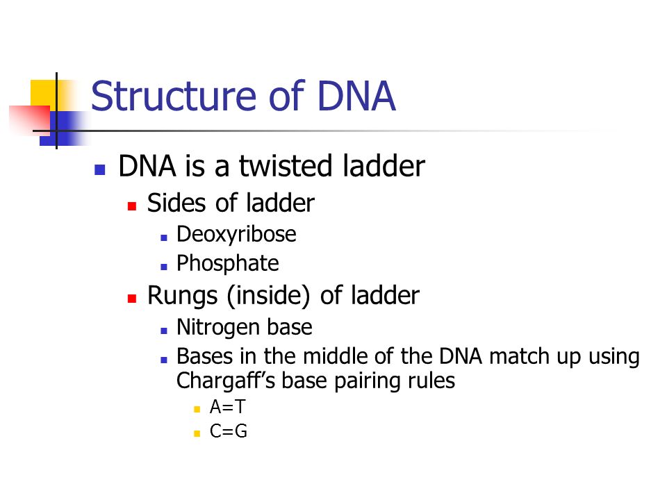 Structure of DNA DNA is a twisted ladder Sides of ladder Deoxyribose Phosphate Rungs (inside) of ladder Nitrogen base Bases in the middle of the DNA match up using Chargaff’s base pairing rules A=T C=G