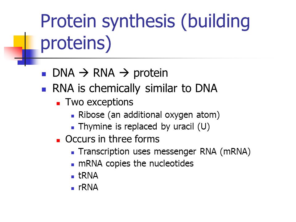 Protein synthesis (building proteins) DNA  RNA  protein RNA is chemically similar to DNA Two exceptions Ribose (an additional oxygen atom) Thymine is replaced by uracil (U) Occurs in three forms Transcription uses messenger RNA (mRNA) mRNA copies the nucleotides tRNA rRNA