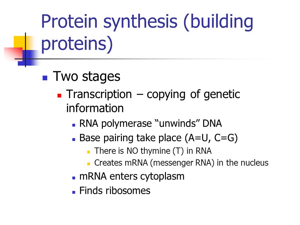 Protein synthesis (building proteins) Two stages Transcription – copying of genetic information RNA polymerase unwinds DNA Base pairing take place (A=U, C=G) There is NO thymine (T) in RNA Creates mRNA (messenger RNA) in the nucleus mRNA enters cytoplasm Finds ribosomes