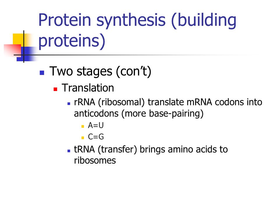 Protein synthesis (building proteins) Two stages (con’t) Translation rRNA (ribosomal) translate mRNA codons into anticodons (more base-pairing) A=U C=G tRNA (transfer) brings amino acids to ribosomes
