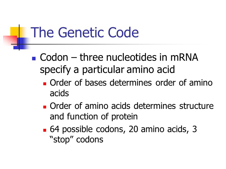 The Genetic Code Codon – three nucleotides in mRNA specify a particular amino acid Order of bases determines order of amino acids Order of amino acids determines structure and function of protein 64 possible codons, 20 amino acids, 3 stop codons