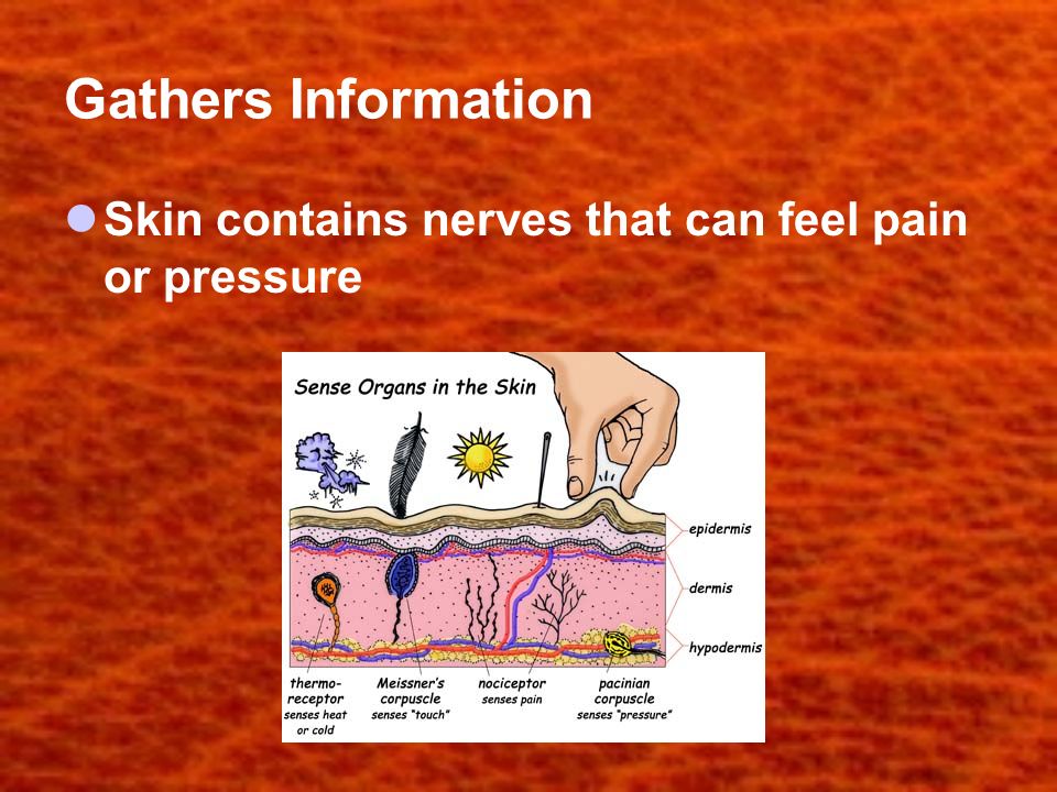 Gathers Information Skin contains nerves that can feel pain or pressure