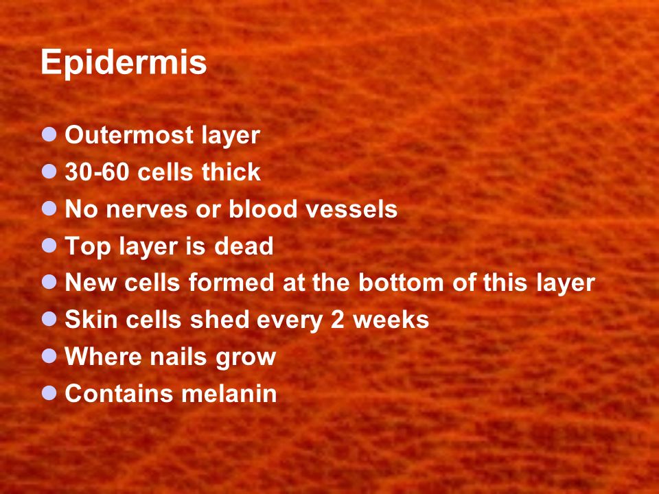 Epidermis Outermost layer cells thick No nerves or blood vessels Top layer is dead New cells formed at the bottom of this layer Skin cells shed every 2 weeks Where nails grow Contains melanin