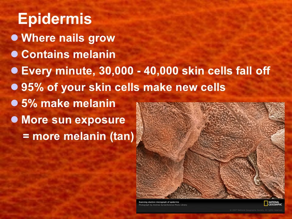 Epidermis Where nails grow Contains melanin Every minute, 30, ,000 skin cells fall off 95% of your skin cells make new cells 5% make melanin More sun exposure = more melanin (tan)