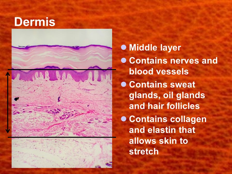 Dermis Middle layer Contains nerves and blood vessels Contains sweat glands, oil glands and hair follicles Contains collagen and elastin that allows skin to stretch