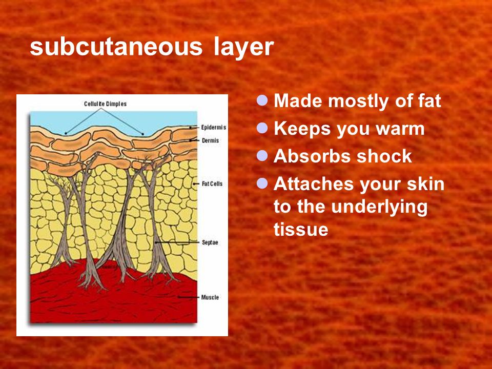 subcutaneous layer Made mostly of fat Keeps you warm Absorbs shock Attaches your skin to the underlying tissue