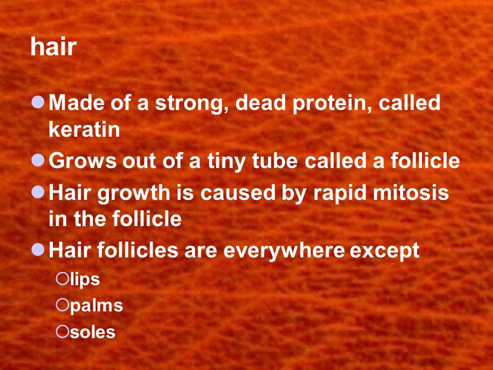 hair Made of a strong, dead protein, called keratin Grows out of a tiny tube called a follicle Hair growth is caused by rapid mitosis in the follicle Hair follicles are everywhere except  lips  palms  soles