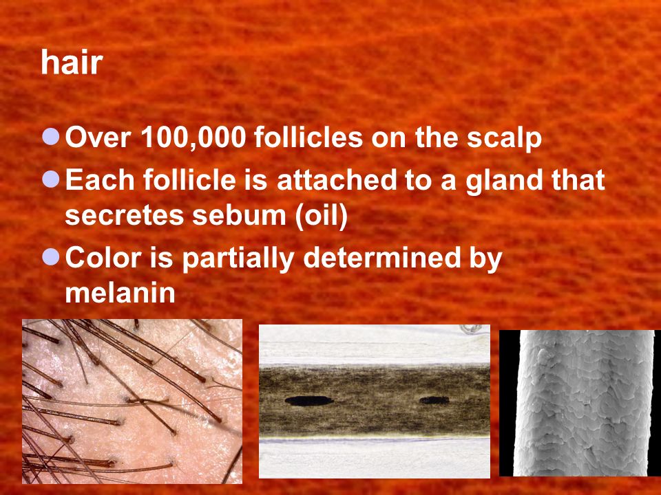 hair Over 100,000 follicles on the scalp Each follicle is attached to a gland that secretes sebum (oil) Color is partially determined by melanin