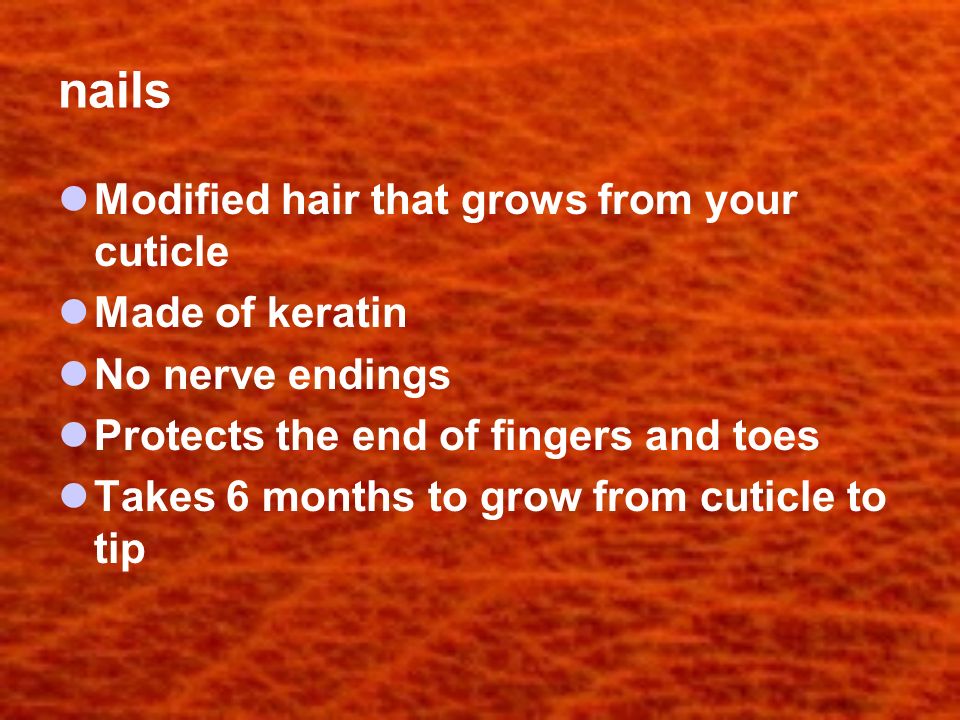 nails Modified hair that grows from your cuticle Made of keratin No nerve endings Protects the end of fingers and toes Takes 6 months to grow from cuticle to tip