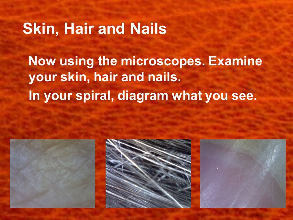 Skin, Hair and Nails Now using the microscopes. Examine your skin, hair and nails.