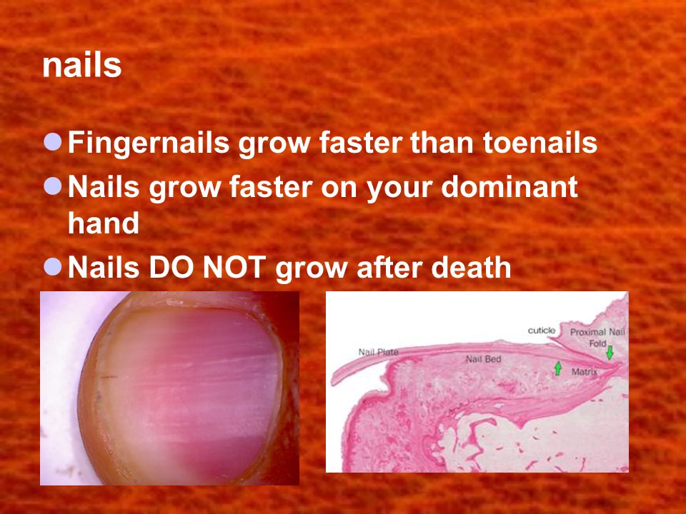 nails Fingernails grow faster than toenails Nails grow faster on your dominant hand Nails DO NOT grow after death