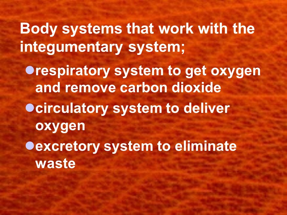 Body systems that work with the integumentary system; respiratory system to get oxygen and remove carbon dioxide circulatory system to deliver oxygen excretory system to eliminate waste