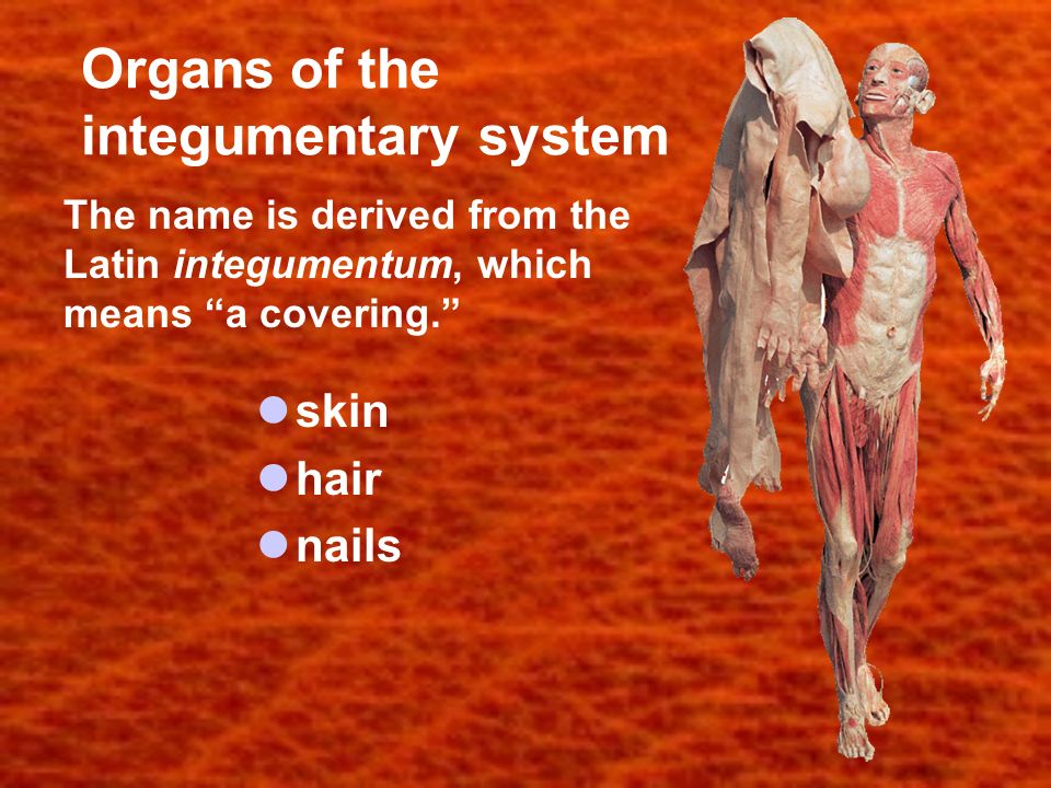Organs of the integumentary system skin hair nails The name is derived from the Latin integumentum, which means a covering.