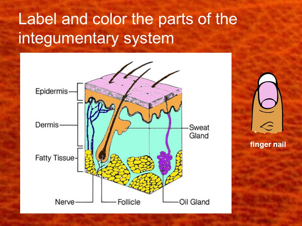 Label and color the parts of the integumentary system finger nail