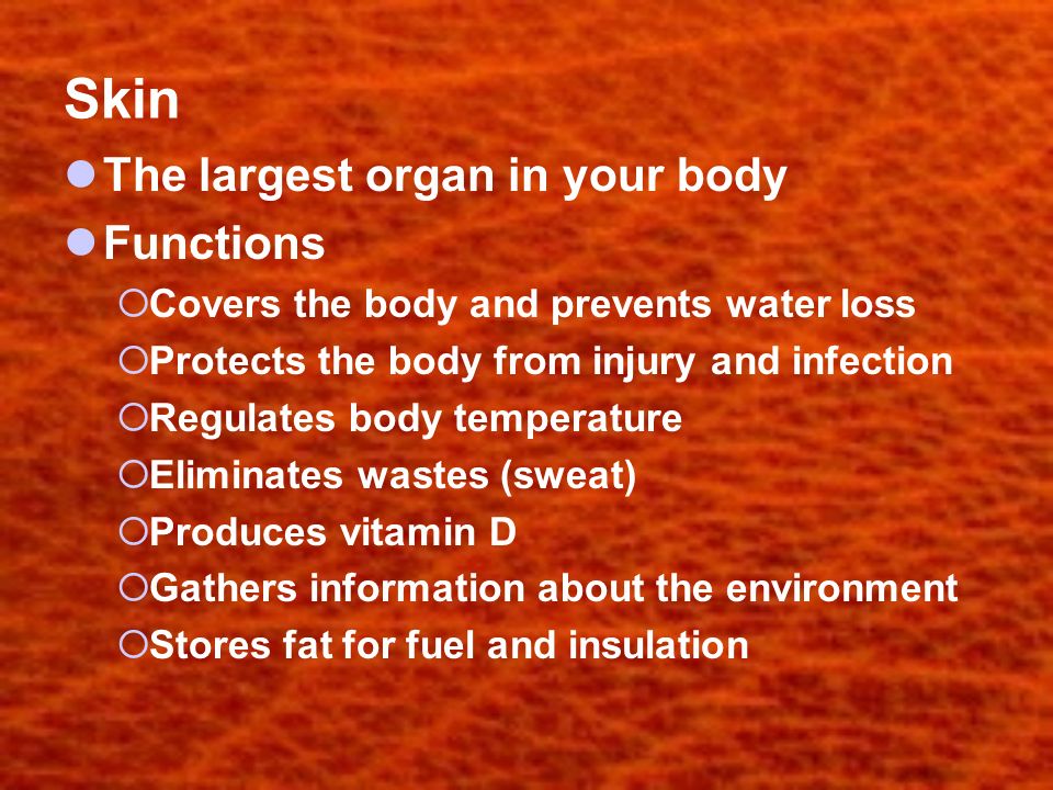 Skin The largest organ in your body Functions  Covers the body and prevents water loss  Protects the body from injury and infection  Regulates body temperature  Eliminates wastes (sweat)  Produces vitamin D  Gathers information about the environment  Stores fat for fuel and insulation