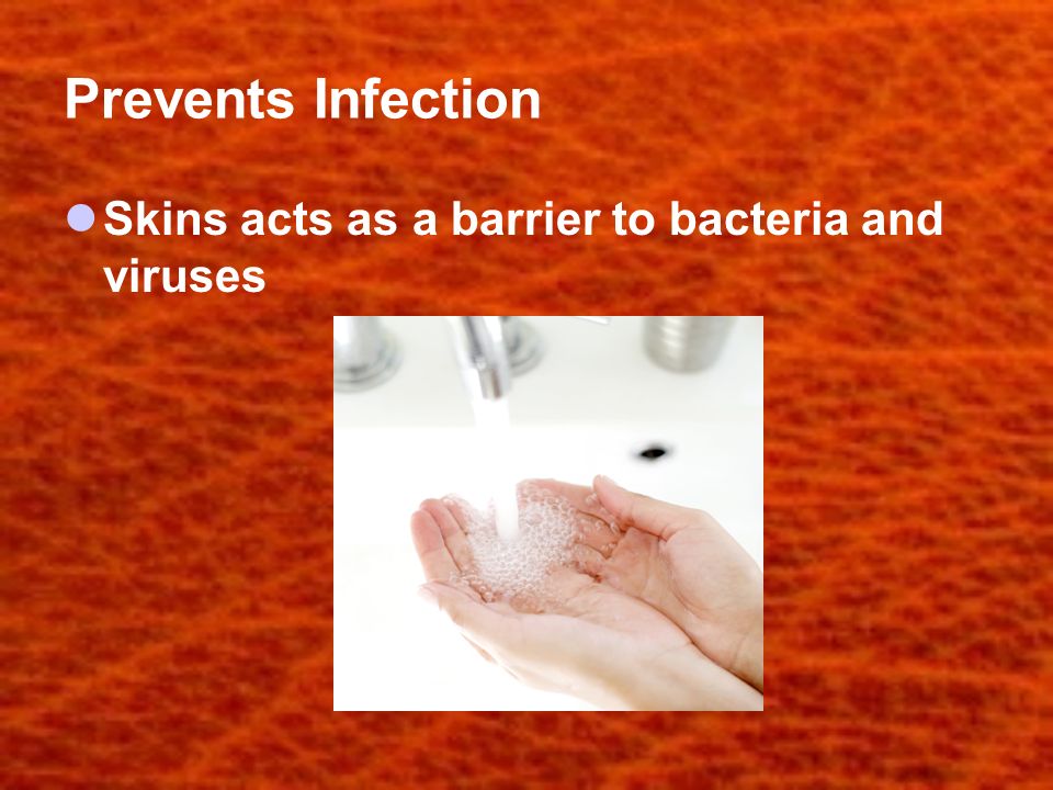 Prevents Infection Skins acts as a barrier to bacteria and viruses