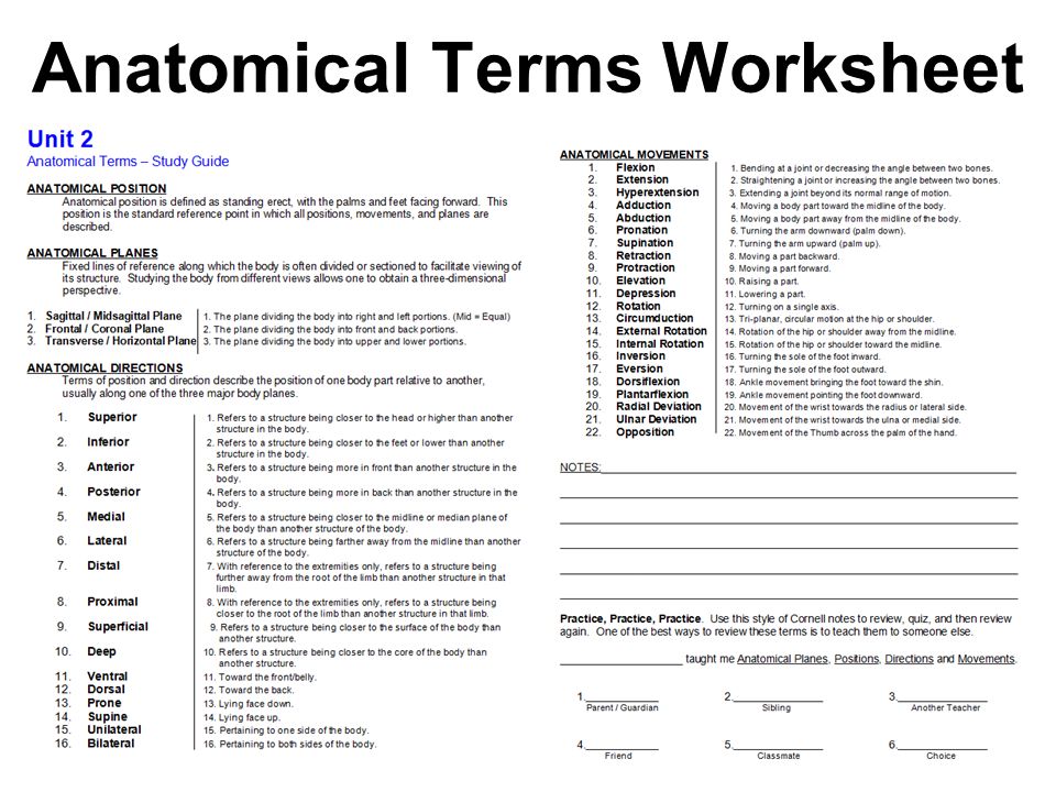 Printables Medical Terminology Worksheets free printable medical terminology worksheets pichaglobal anatomical worksheet laurenpsyk free