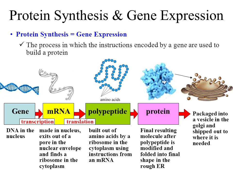 synthesising proteins synthesising proteins