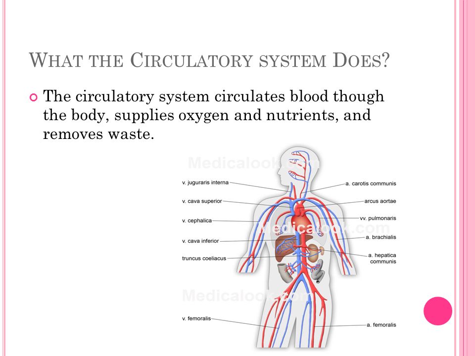 W HAT THE C IRCULATORY SYSTEM D OES .