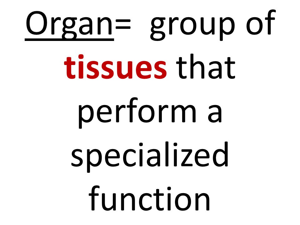 Organ= group of tissues that perform a specialized function
