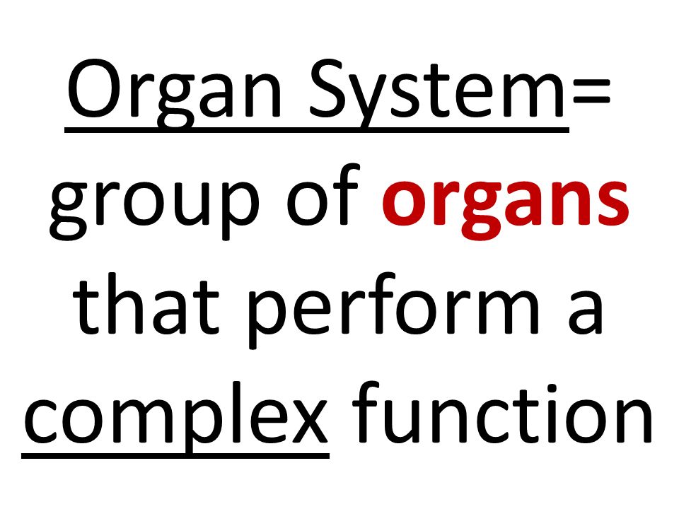 Organ System= group of organs that perform a complex function