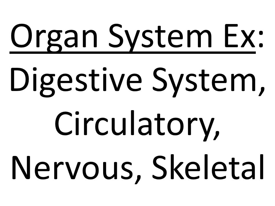 Organ System Ex: Digestive System, Circulatory, Nervous, Skeletal