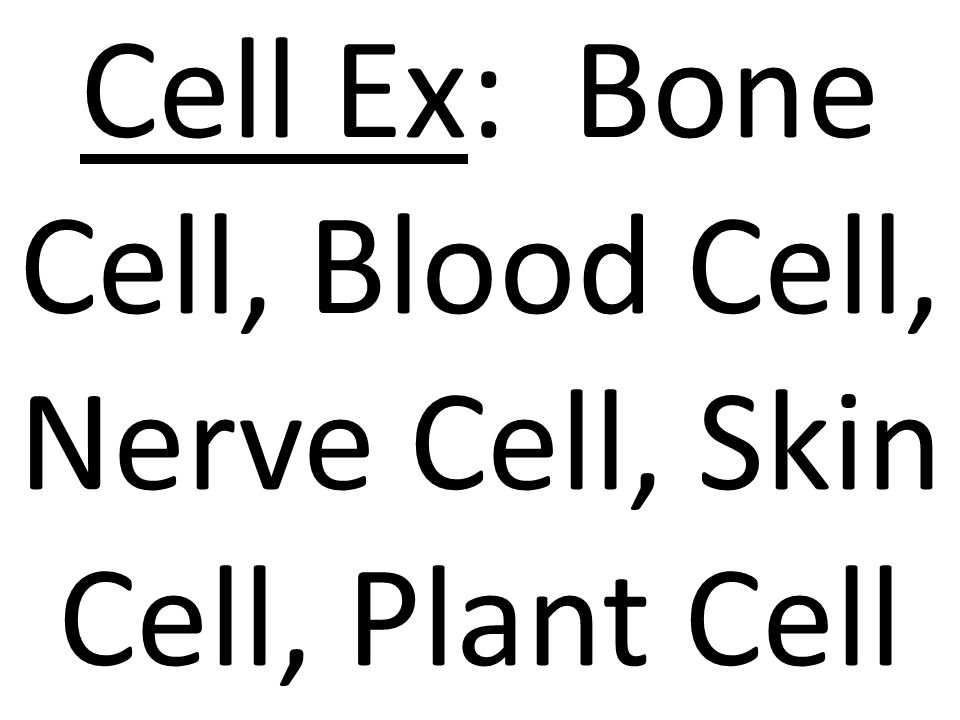Cell Ex: Bone Cell, Blood Cell, Nerve Cell, Skin Cell, Plant Cell