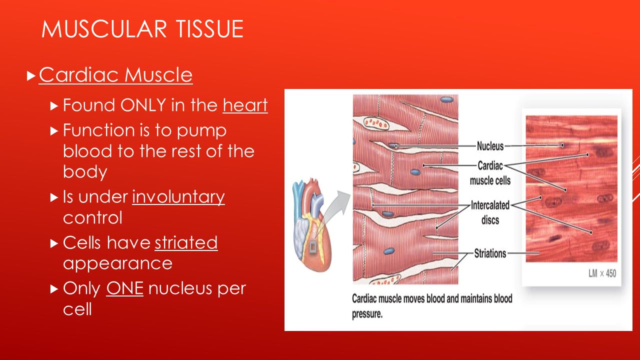 heart and cardiac muscle essay Clinical application 131: cardiac markers cardiac troponin i (ctni) and troponin t (ctnt) are troponin isoforms unique to heart muscle ctni and ctnt both appear in the circulation within 3 hours of acute myocardial infarction (mi), reaching a peak after 10–24 hours. heart and cardiac muscle essay Clinical application 131: cardiac markers cardiac troponin i (ctni) and troponin t (ctnt) are troponin isoforms unique to heart muscle ctni and ctnt both appear in the circulation within 3 hours of acute myocardial infarction (mi), reaching a peak after 10–24 hours.