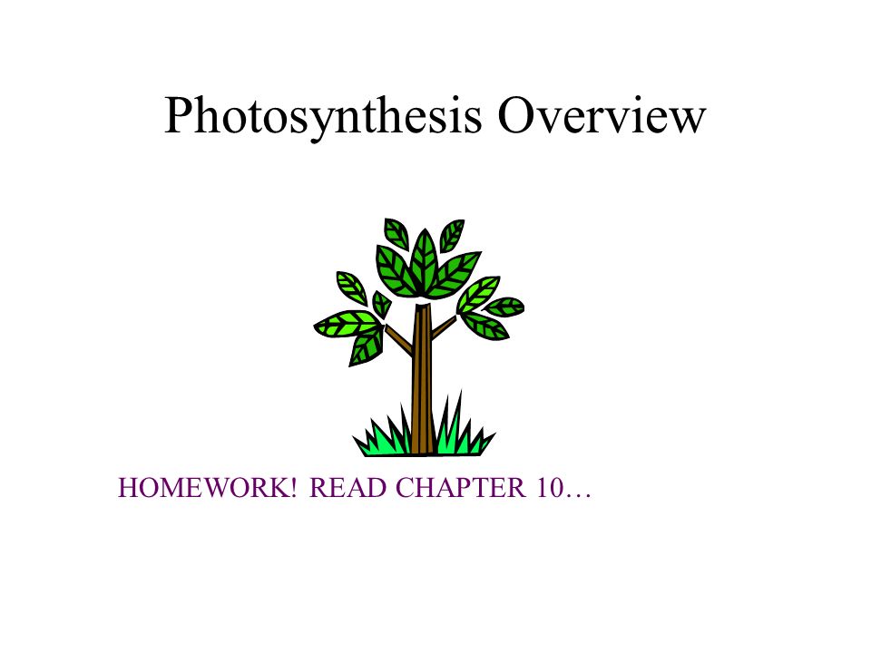 Photosynthesis Homework Help